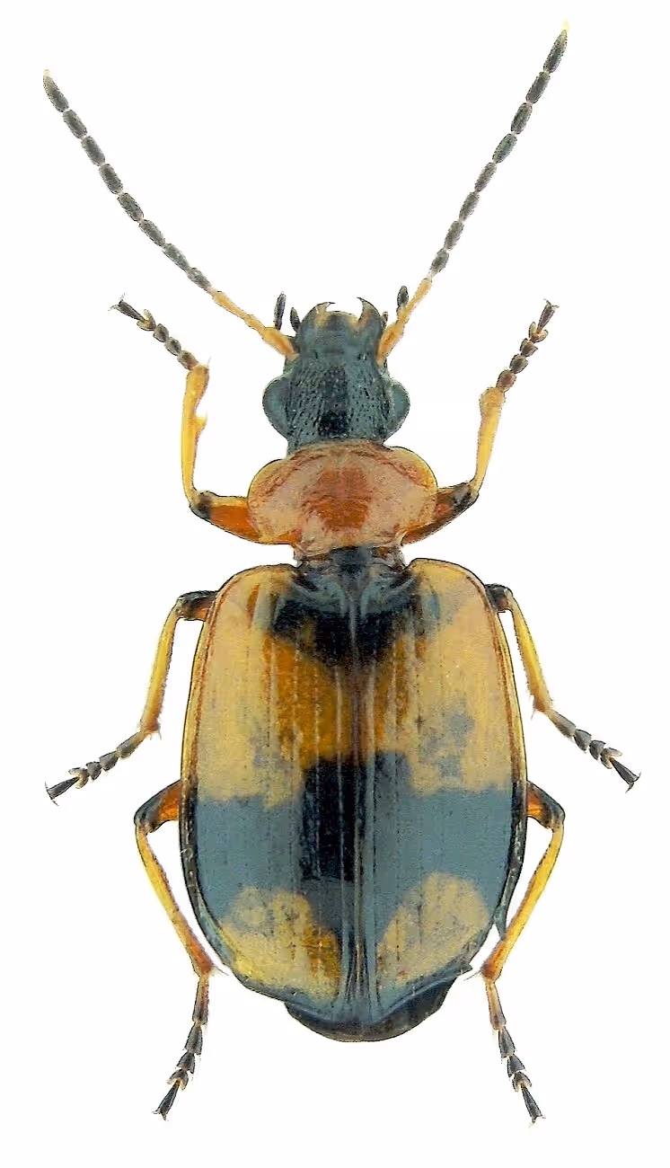Entomologie
