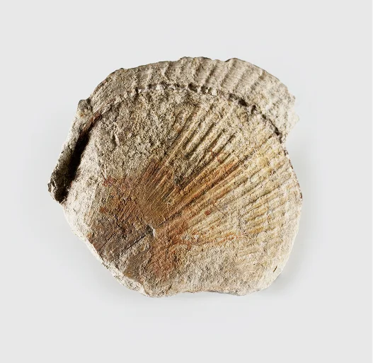 Paleontologie