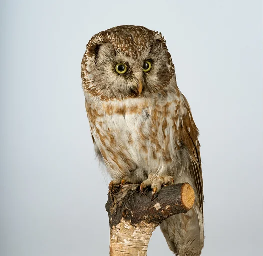 Zoologie